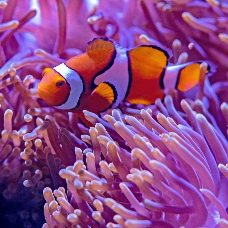 Fish in aquarium