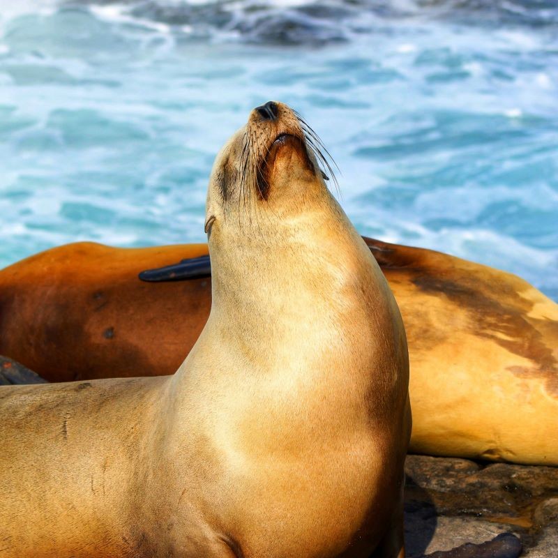 Seal on a rock