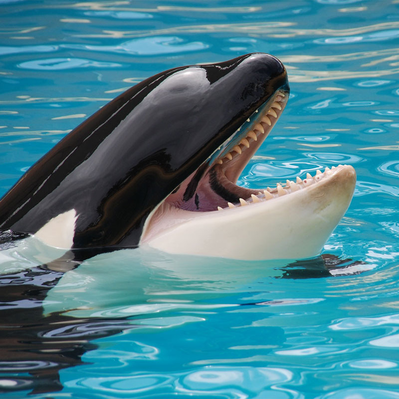 Killer Whale