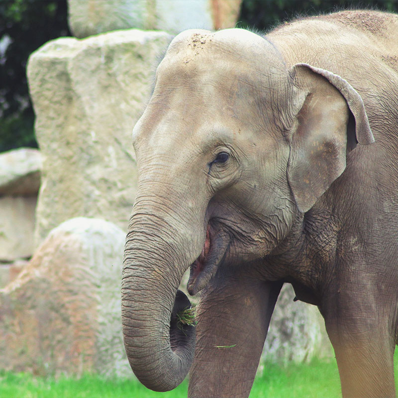 Image of Elephant at San Diego Zoo